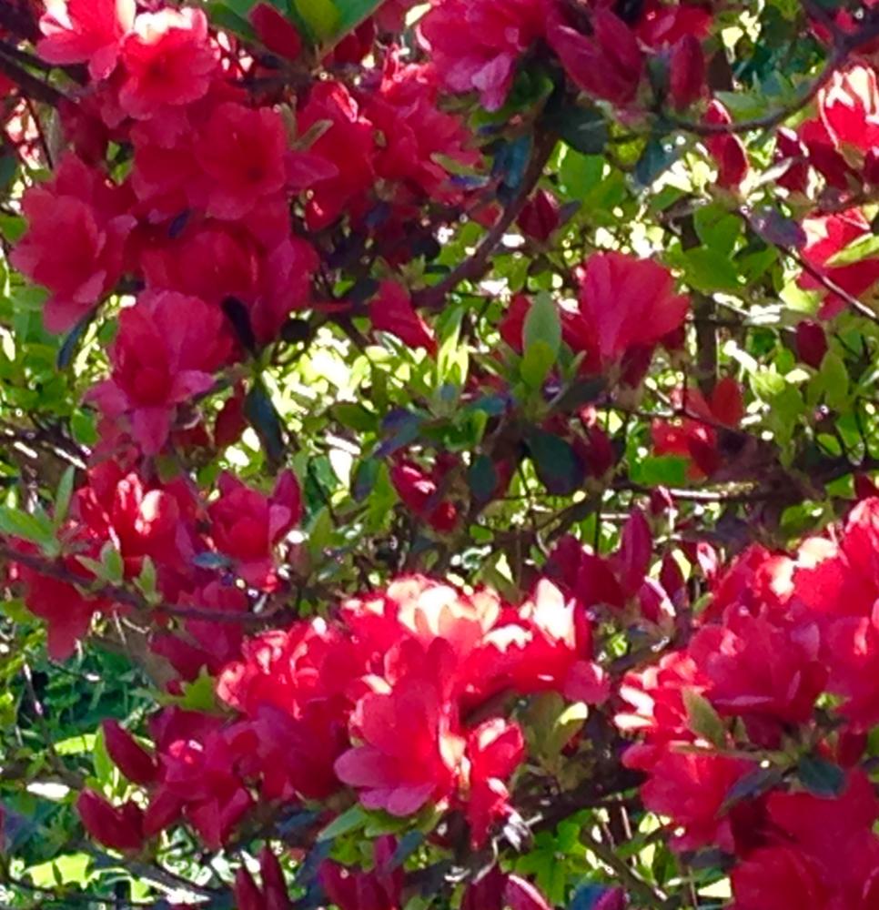 Spring - Close-up of Azalea
