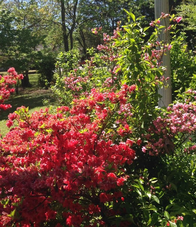 Spring - Azaleas - Red and Pink