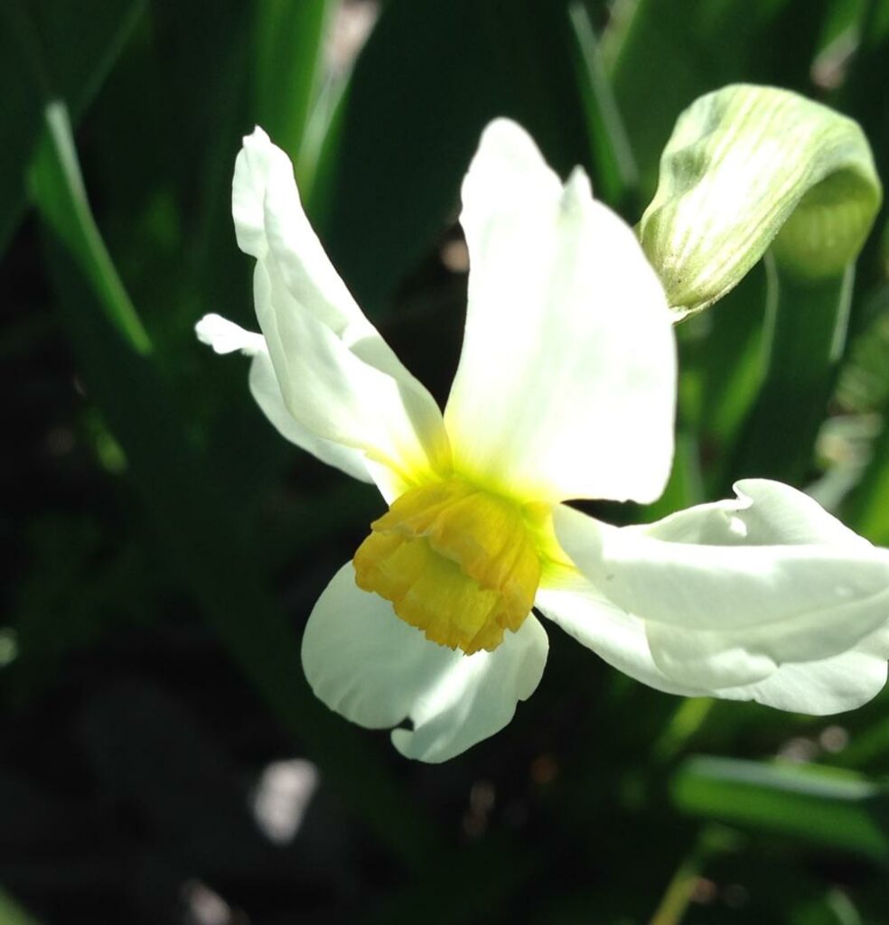 Spring - Close-up of Yellow and White Daffodil