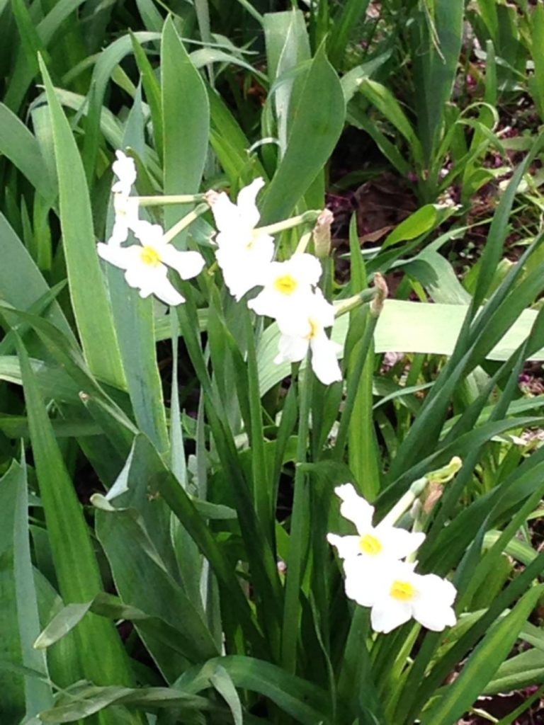 Spring - Yellow and White Daffodils