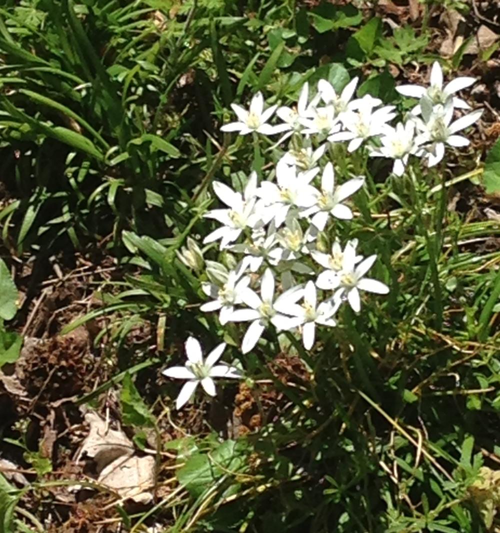 Star of Bethlehem