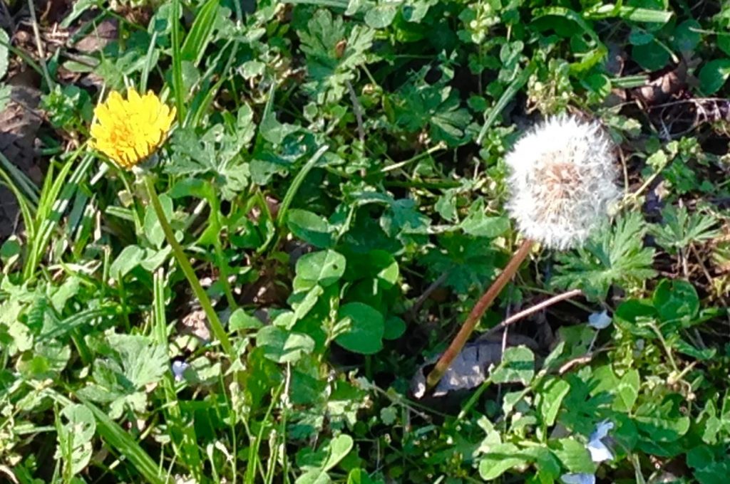 Spring - Dandelion