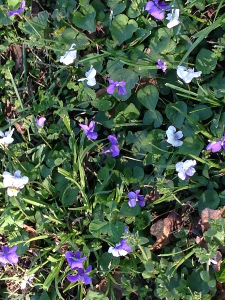 Spring - Wild Violets