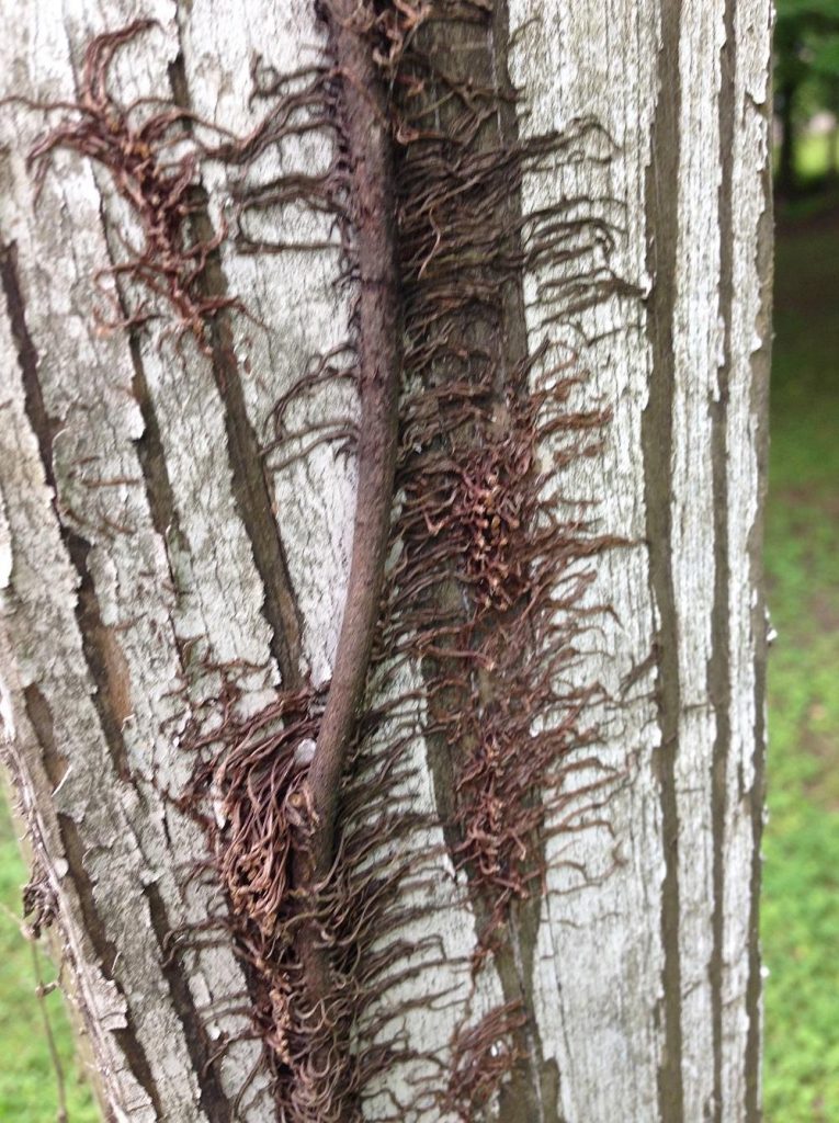 Poison Ivy climbing stem