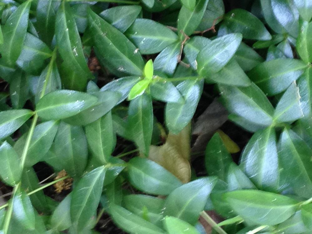 Creeping Phlox - groundcover