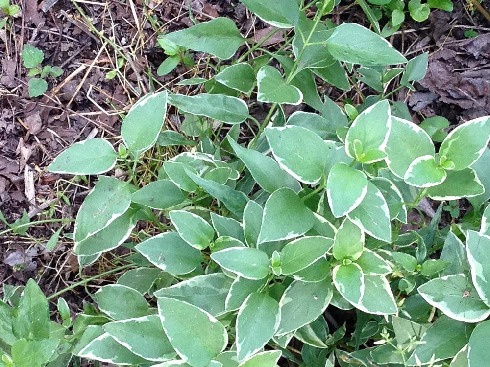 Variegated Creeping Phlox - groundcover