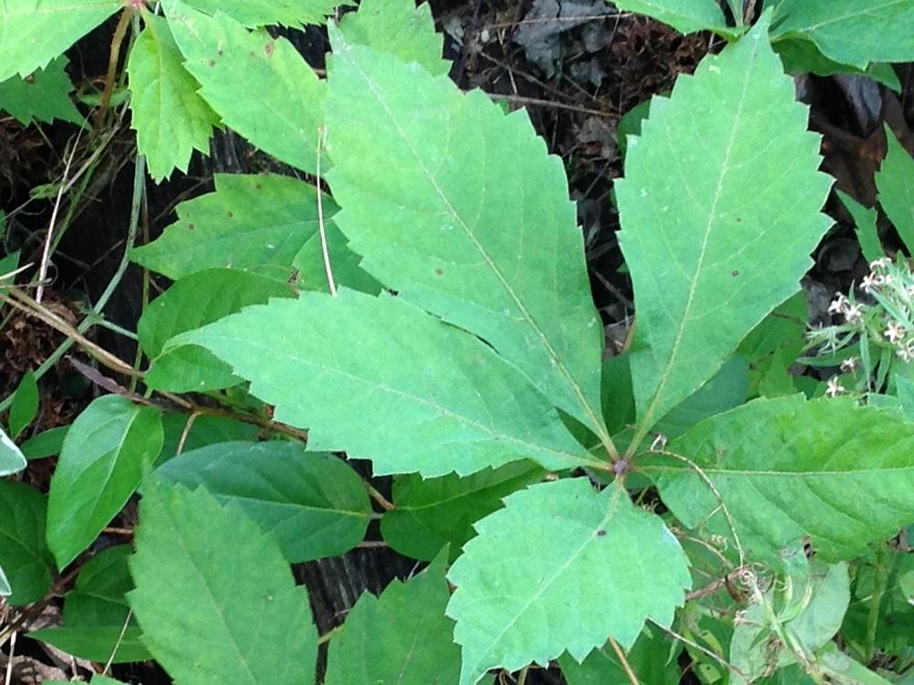 Virginia Creeper - a fast-growing vine with five leaves. Looks like poison ivy.