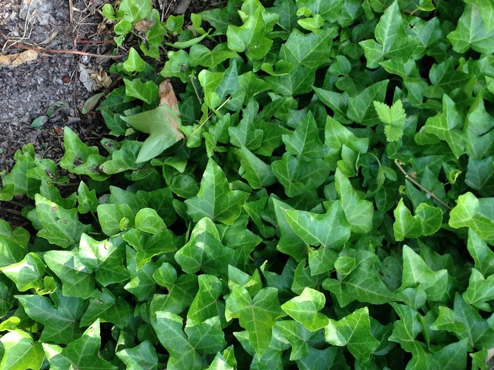 English Ivy - groundcover that grows quickly and climbs tall objects.