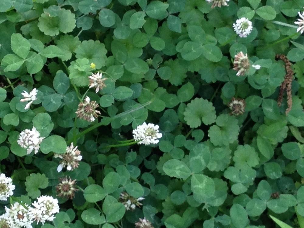 White Clover - groundcover