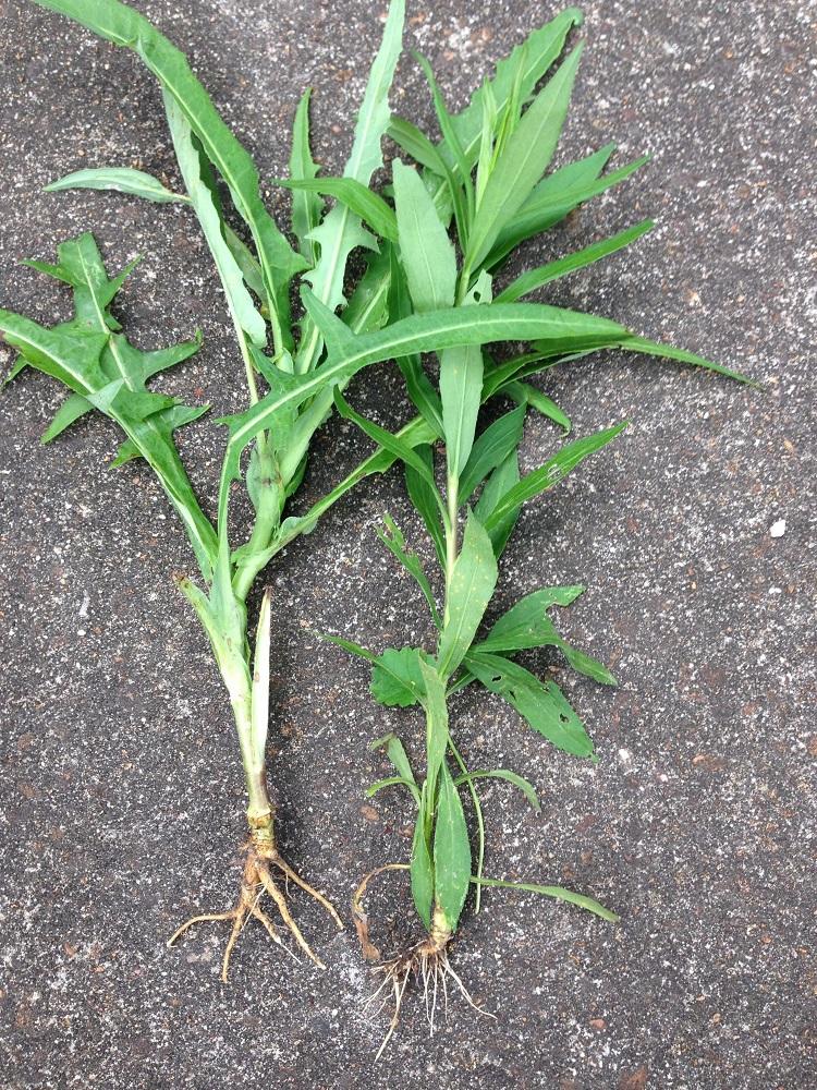 Pulling Weeds, roots and all