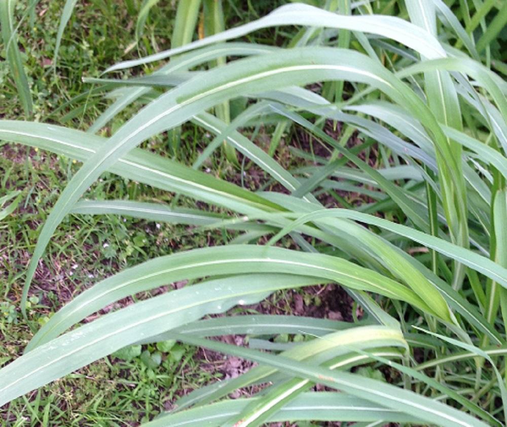 Johnsongrass, close-up of leaves