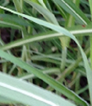 Johnsongrass, stem close-up