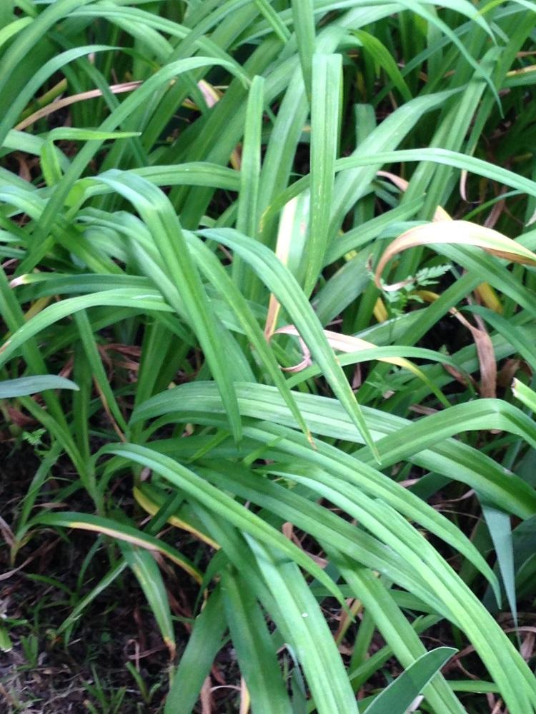 Daylilies before trimming