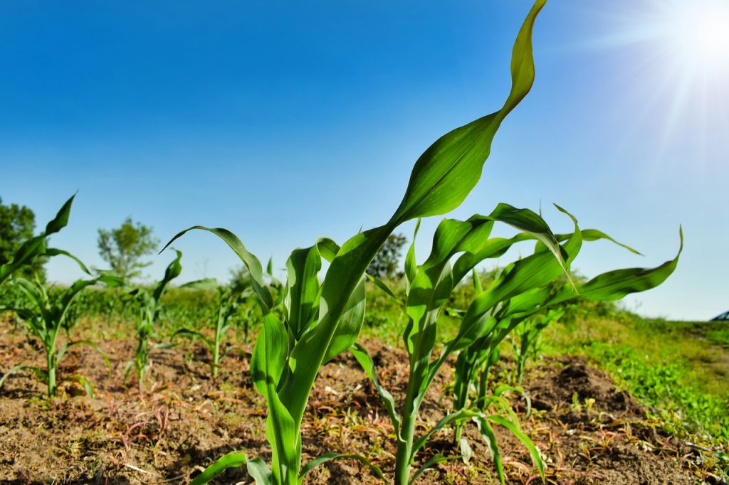 Plant Agriculture Business Corn 