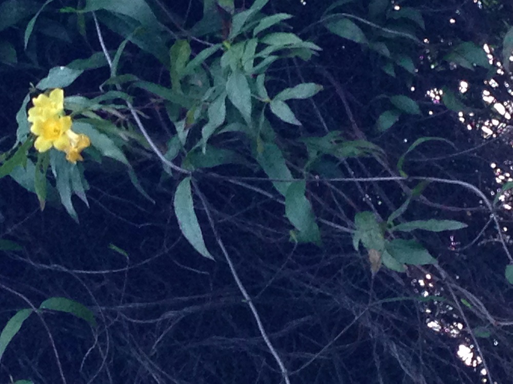 Flower - Carolina Jasmine