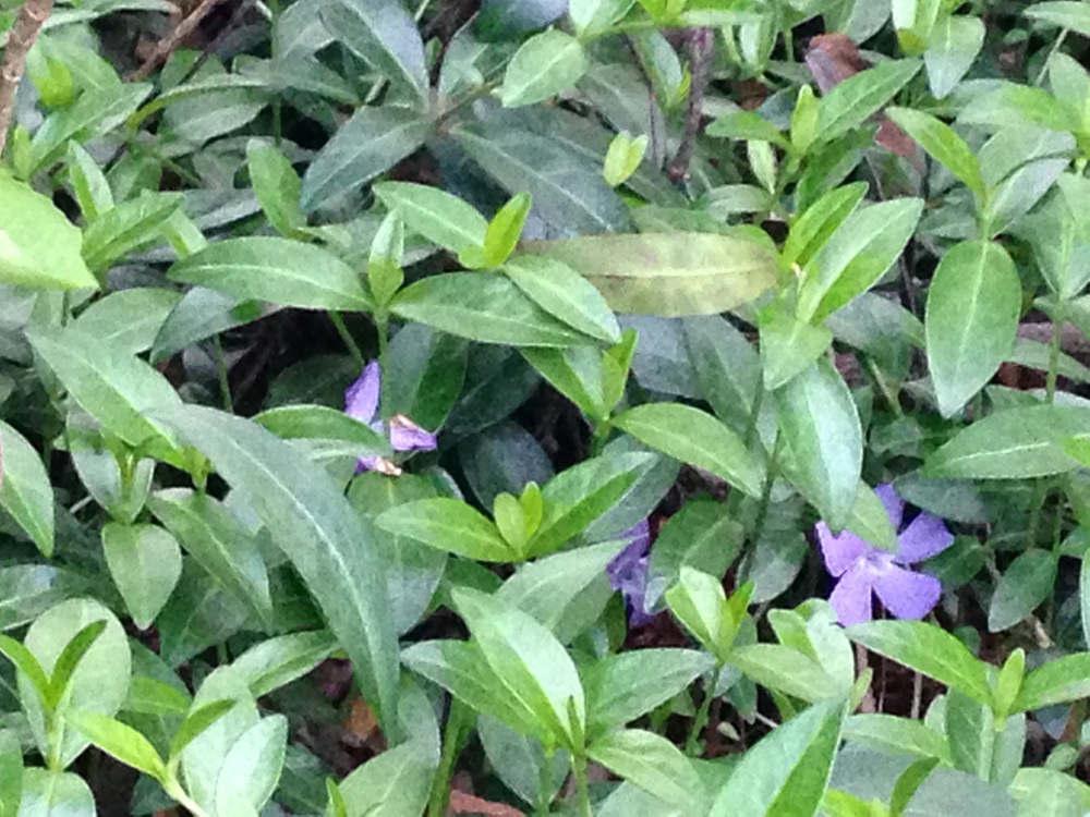 Ground Cover - Vinca Minor