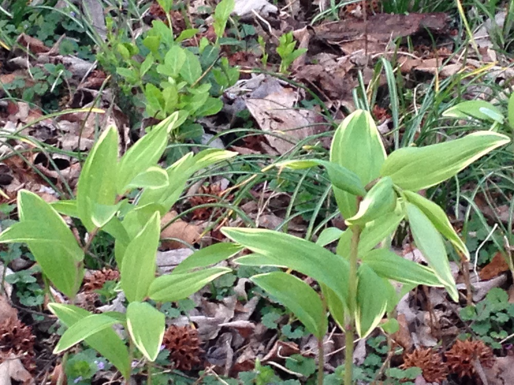 New Growth - Solomon's Seal