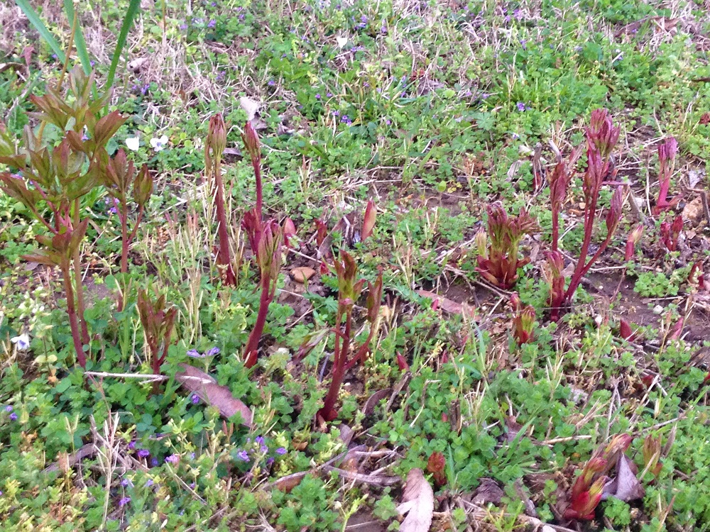 New Growth - Peonies