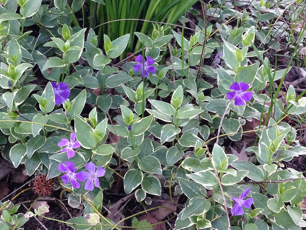 Big Leaf Vinca or Vinca Major