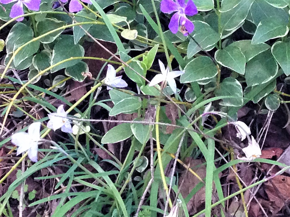 Flowers - Spring Star Flower