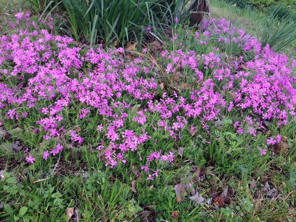 Flowers - Creeping Phlox