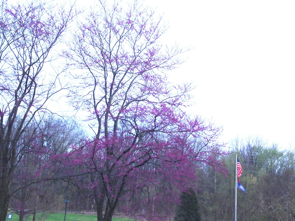 Flowers of Redbud Trees and Flags