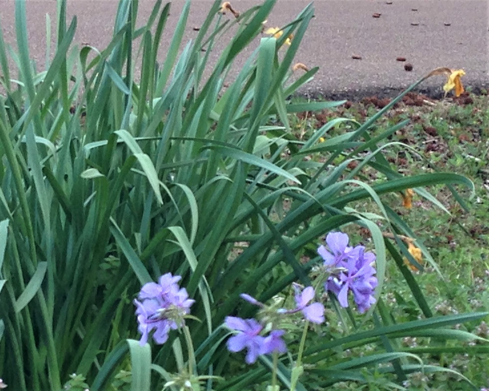 Flowers - Woodland Phlox