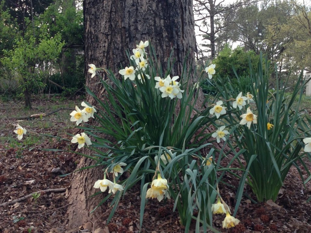 Flowers - Buttercups