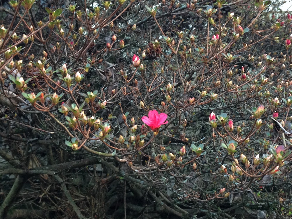 Flowers - Azalea