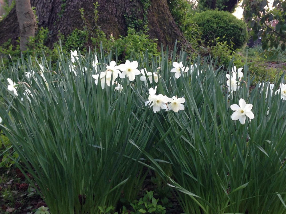 Flowers - White Buttercups