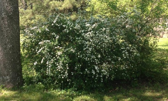 Spring - Bridal-Wreath Spiraea