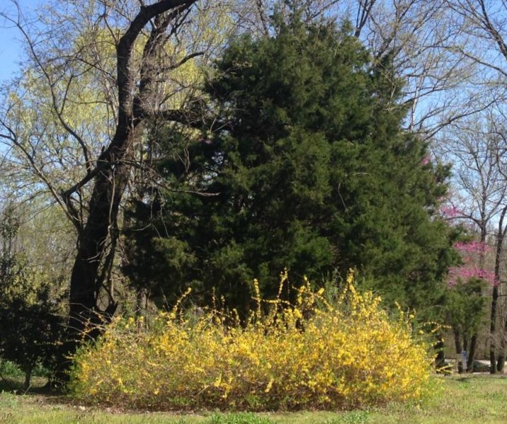 Spring - Forsythia
