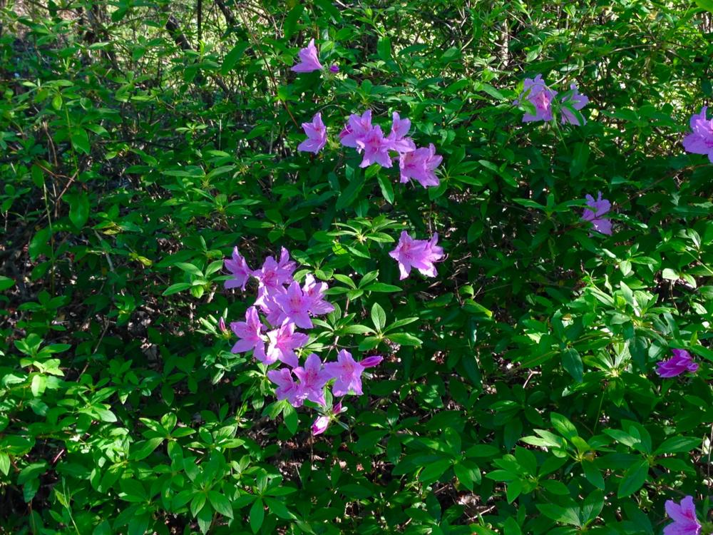 Spring - Rhododendron