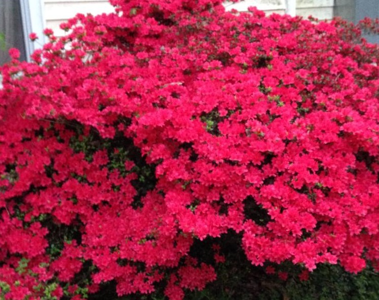 Spring - Azalea in Full Bloom