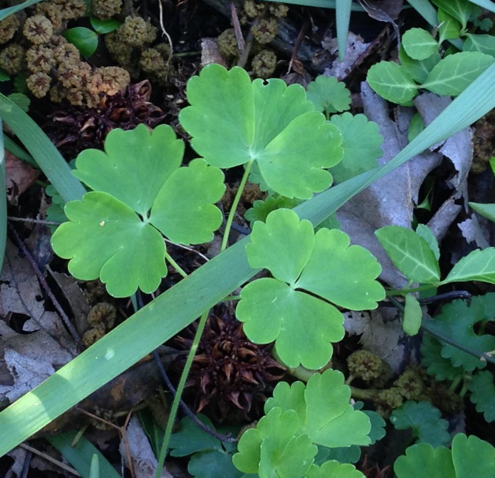 Spring - Columbine