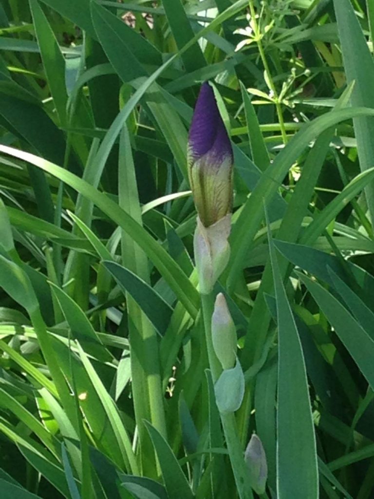 Spring - Iris Bud