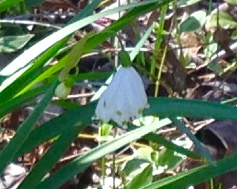 Spring -mClose-up of Snowdrops