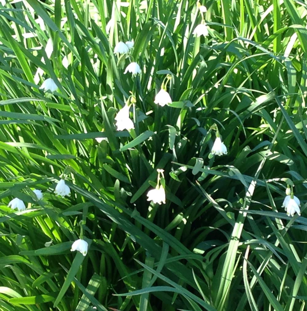 Spring - Snowdrops