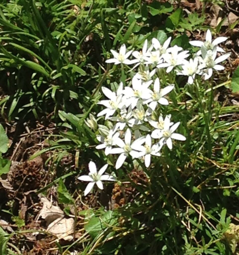 Spring - Star of Bethlehem