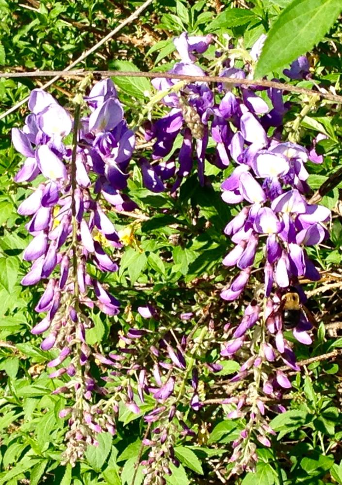 Spring - Wisteria