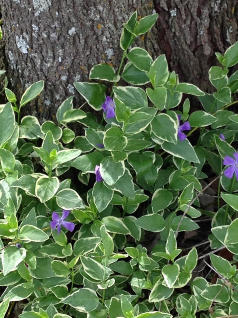 Spring - Vinca Major Variagated