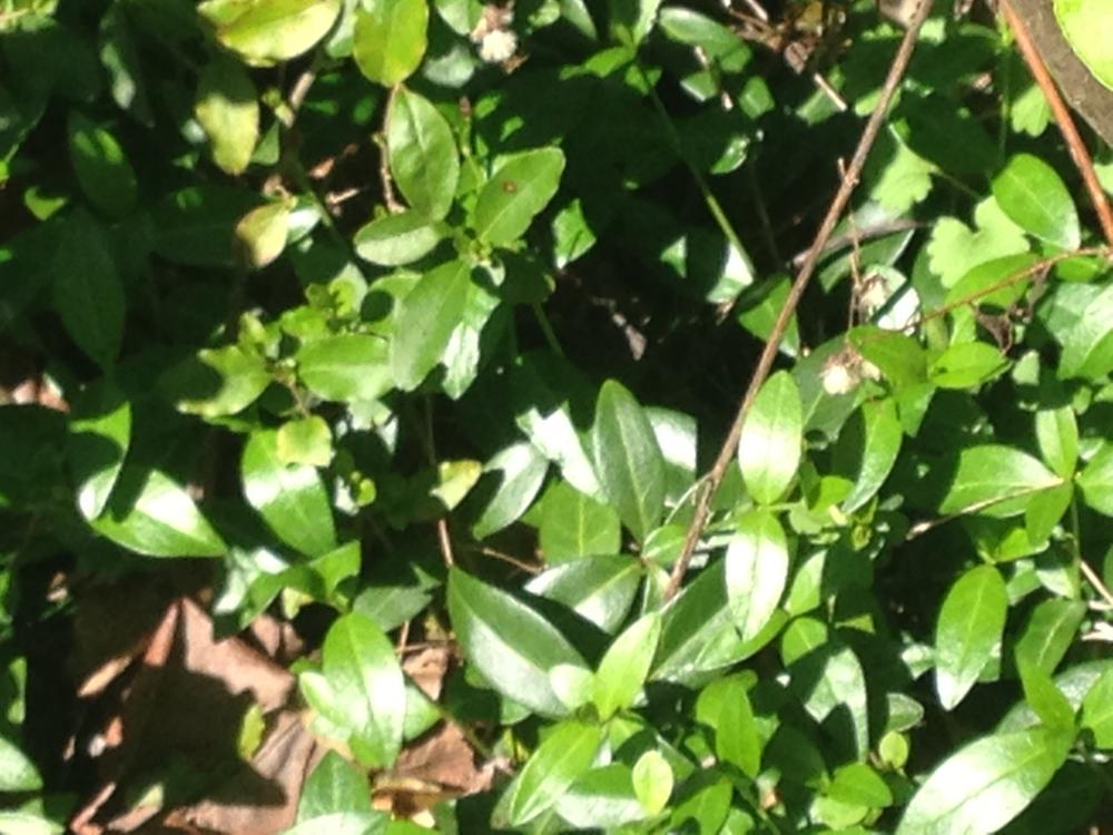 Vinca Minor