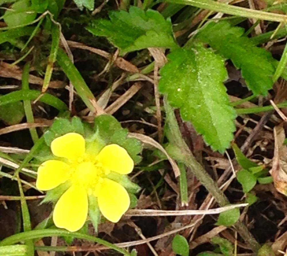 Spring - Wild Strawberry