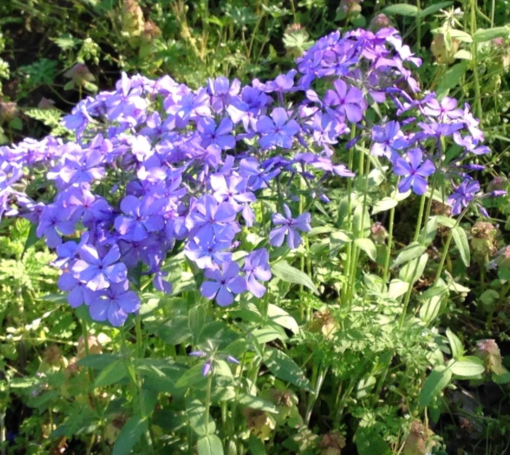 Woodland Phlox