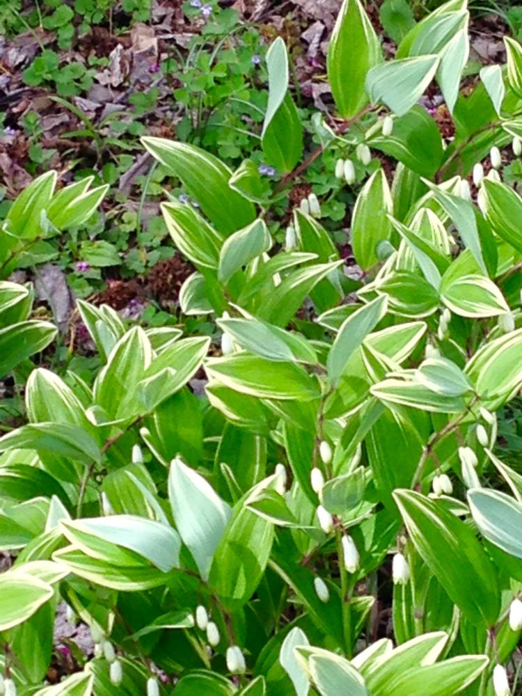 Solomon's Seal