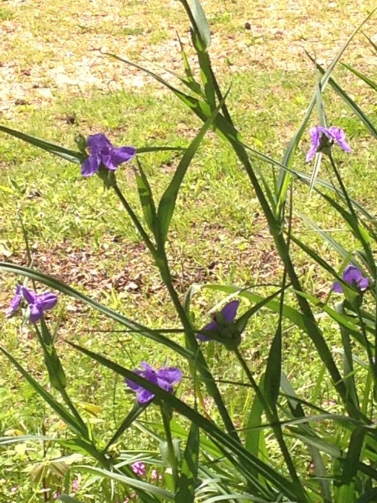 Spring - Spiderwort