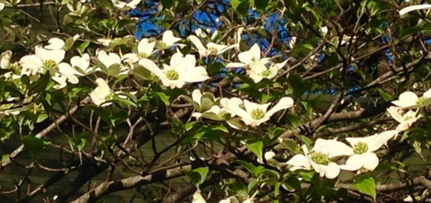 The Dogwood Tree: Amazing Easter Poem – Never Again