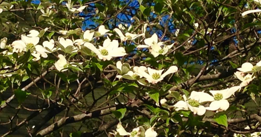 Dogwood Tree