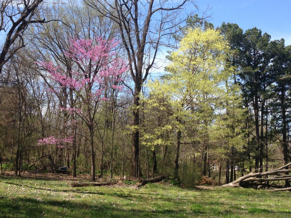 Spring = Red bud in group if trees