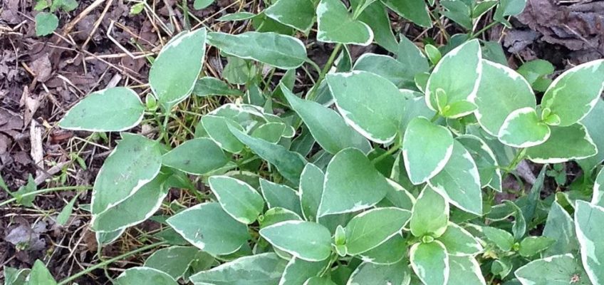 Variegated Creeping Phlox - groundcover